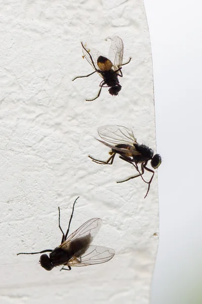 Nastro di cattura della mosca — Foto Stock