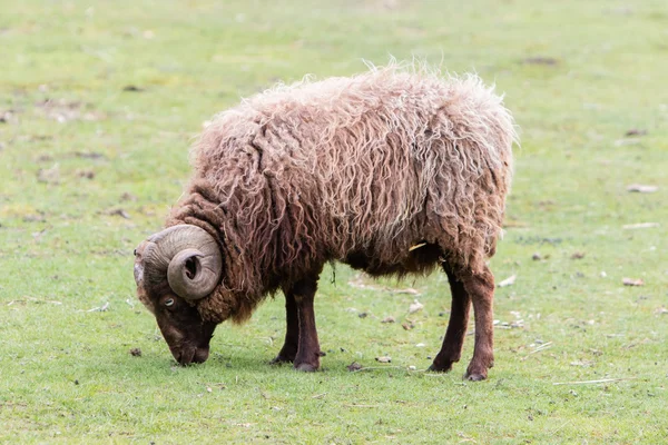 Mouton islandais brun avec cornes frisées — Photo