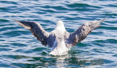 Fulmar, yıkama Fulmarus glacialis