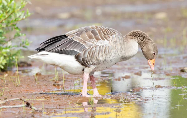 Greylag Goose drinking in a national park in Iceland — Stock Photo, Image