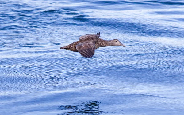 Eider à duvet volant au-dessus de l'eau — Photo