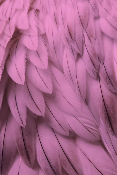 Pink fluffy feather closeup — Stock Photo, Image