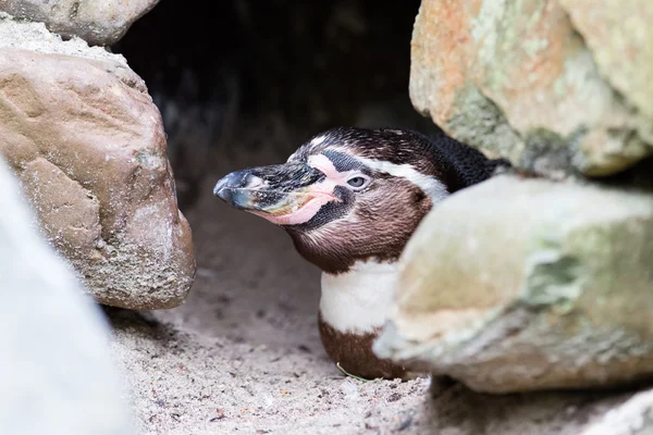Singe pinguin vilar i sin grotta — Stockfoto