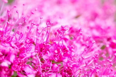 Siyah kum - İzlanda büyüyen bitki