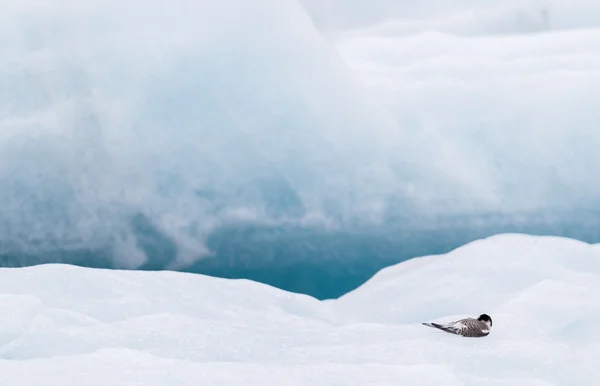 Birdlife in Jokulsarlon, un gran lago glaciar en Islandia — Foto de Stock
