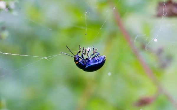 Spider menangkap kumbang — Stok Foto