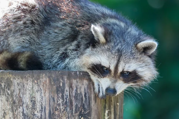 Dla dorosłych racoon na drzewie — Zdjęcie stockowe