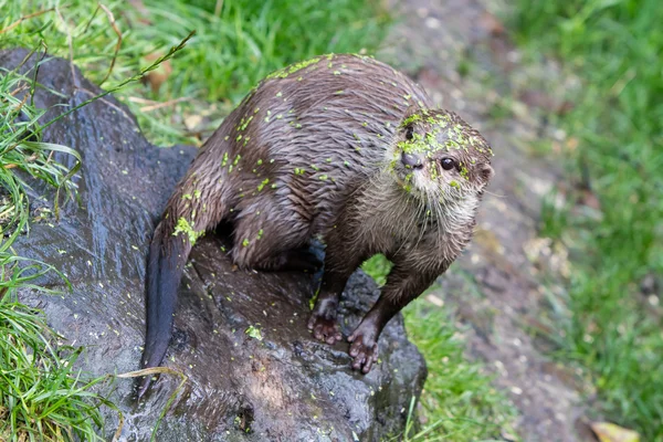 Pequeña nutria de garra cubierta de hierba de pato —  Fotos de Stock