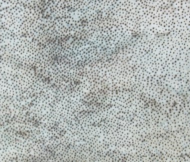 köpek balığı deri arka plan