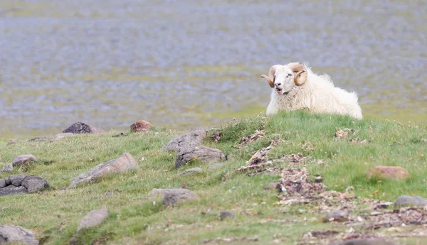 En isländsk Bighorn sheep — Stockfoto