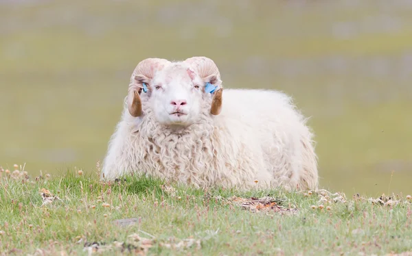 One Icelandic big horn sheep — Stock Photo, Image