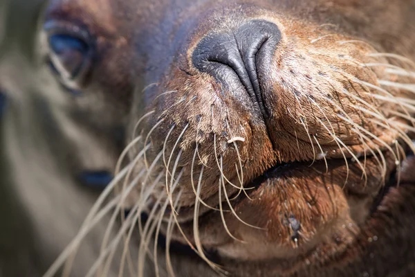 Zeeleeuwen close-up — Stockfoto