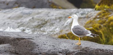Daha Az Siyah Sırtlı Martı (Larus fuscus)