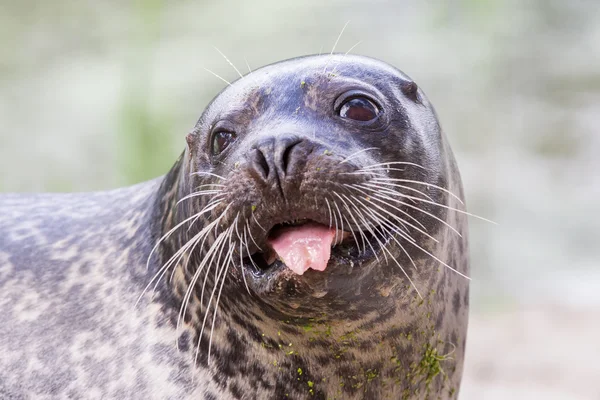 Sea lion closeup — Stock Photo, Image