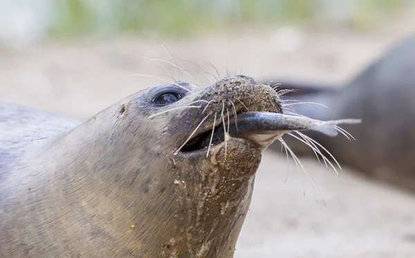 Sea lion closeup, eating fish — Stock Photo, Image