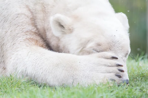 Funny close-up of a polarbear (icebear) — Stock Photo, Image