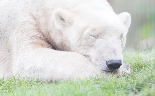 Engraçado close-up de um urso polarbear (icebear ) — Fotografia de Stock
