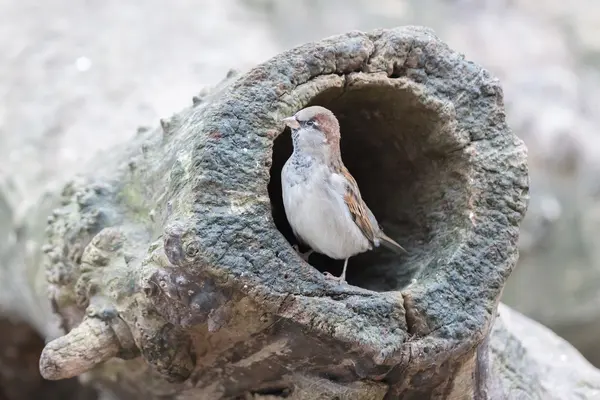 Gorrión en un árbol hueco —  Fotos de Stock