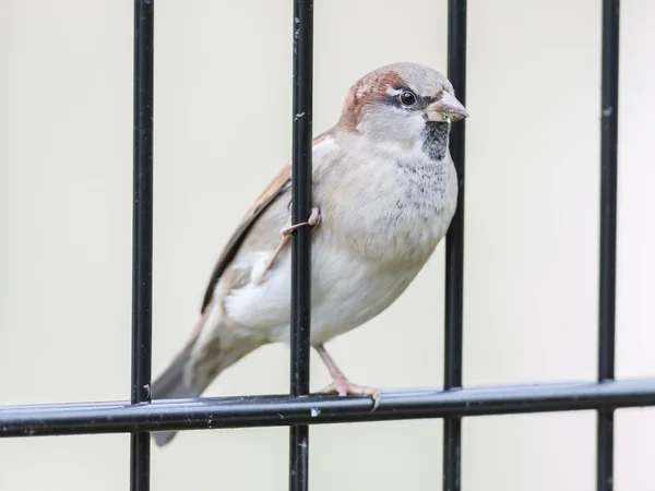 Casa Sparrow em cerca velha — Fotografia de Stock