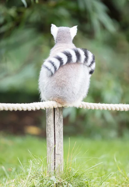 Lémur cola anillada (Lemur catta) — Foto de Stock