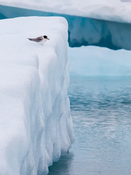 Pássaros em Jokulsarlon, um grande lago glacial na Islândia — Fotografia de Stock