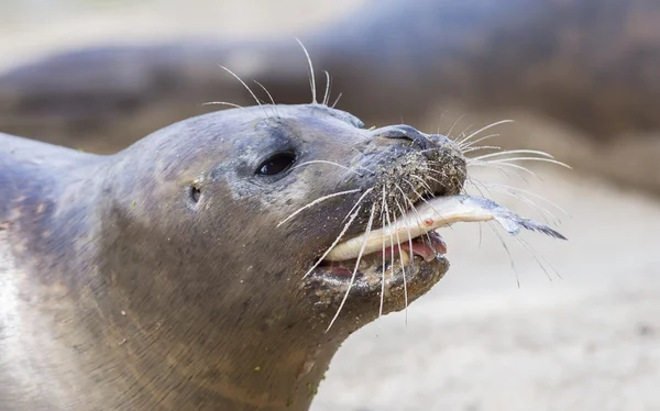 Sea lion closeup, eating fish — Stock Photo, Image