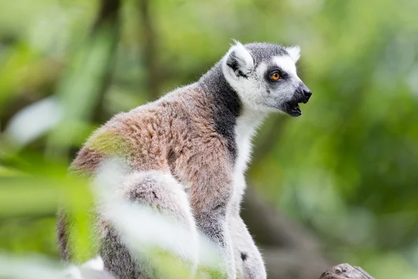 Кольцехвостый лемур (Lemur catta) — стоковое фото