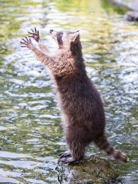 Racoon gıda için yalvarıyor — Stok fotoğraf