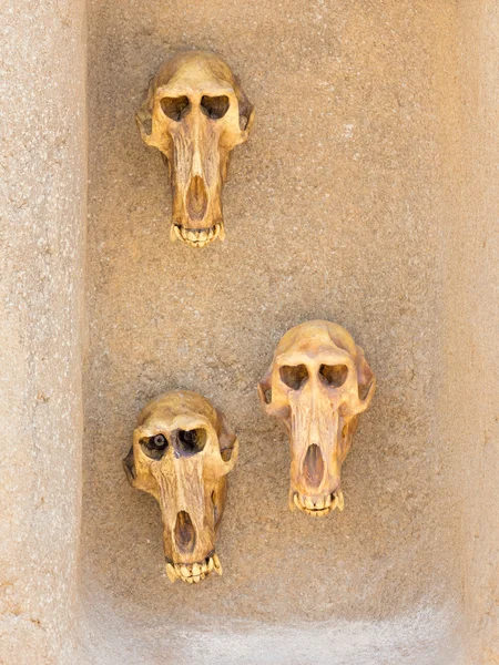 墙上的猴子头骨 — 图库照片