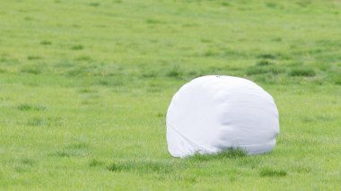 Ot Silaj - seçici odak