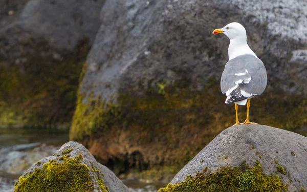 Lesser Black-backed Gull (Larus fuscus) — Stock Photo, Image