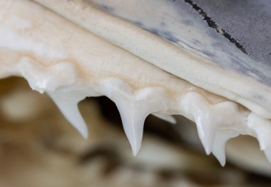 Köpekbalığı diş çene içinde satır