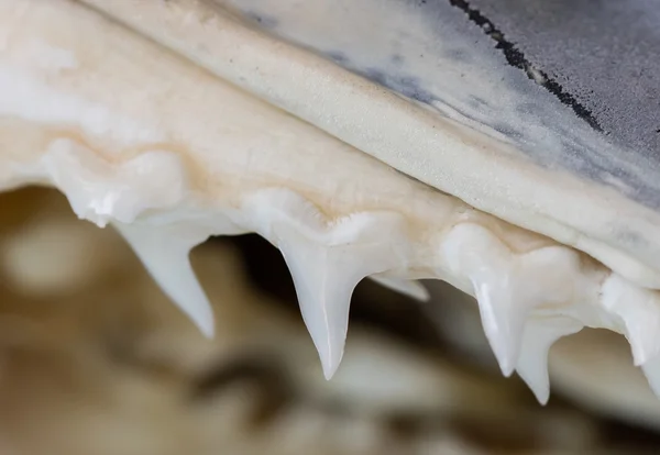 Fila de dientes de tiburón en la mandíbula —  Fotos de Stock