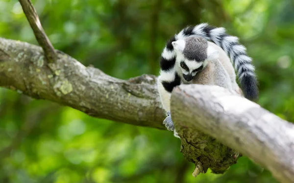 Λαιμός με κυκλική ουρά (Lemur catta) — Φωτογραφία Αρχείου