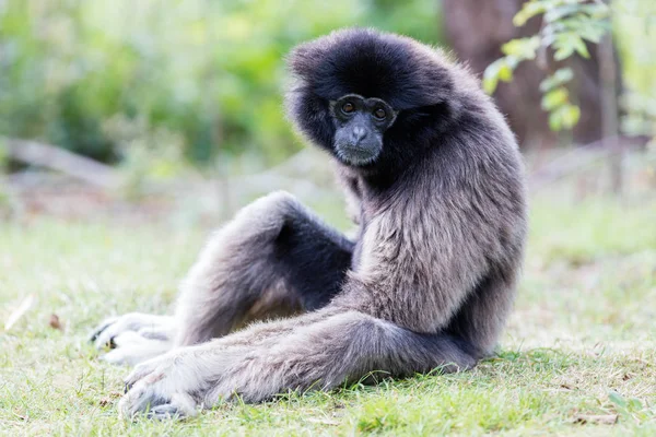 Adult white handed gibbon — Stock Photo, Image