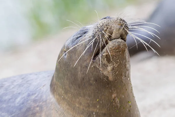 Close-up van de zeeleeuw, eten van vis — Stockfoto