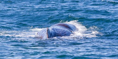 İzlanda yakınındaki büyük Sperm balina