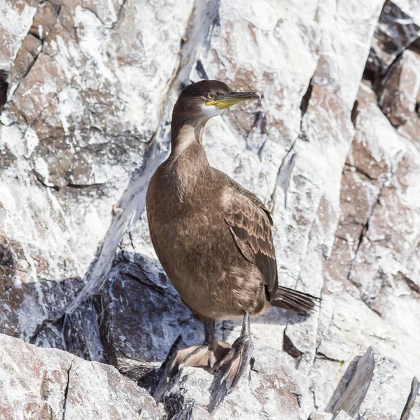 Juvenil Europeiska Shag — Stockfoto