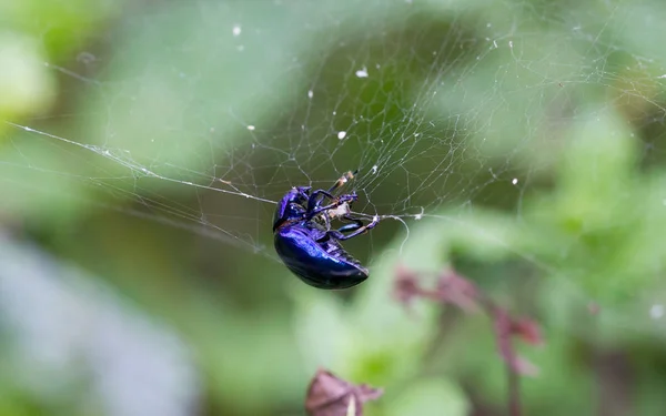 Escarabajo cazador de araña —  Fotos de Stock