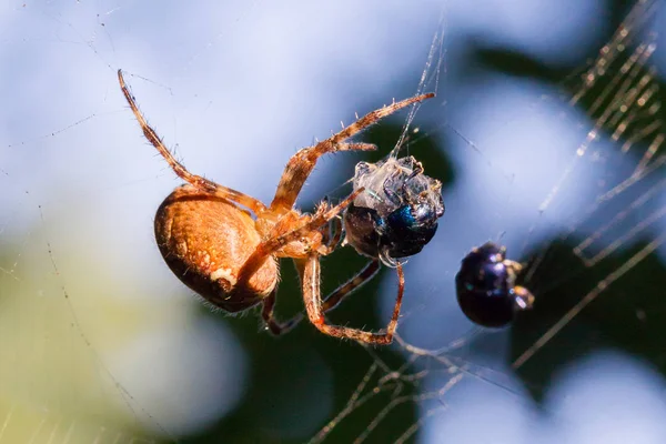 Spider menangkap kumbang — Stok Foto