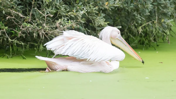 Natação pelicano, água suja — Fotografia de Stock