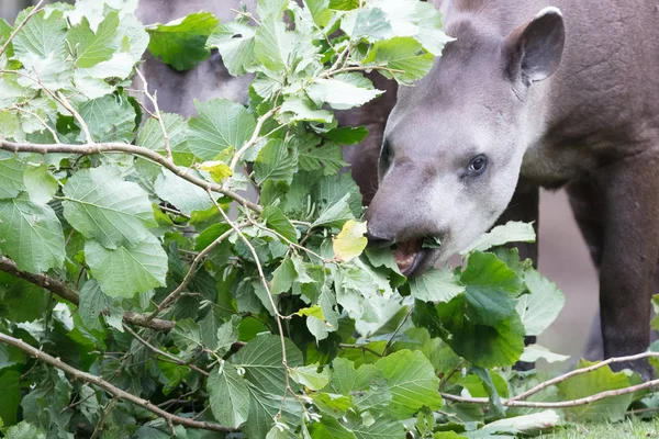 Тапир ест свежие листья — стоковое фото