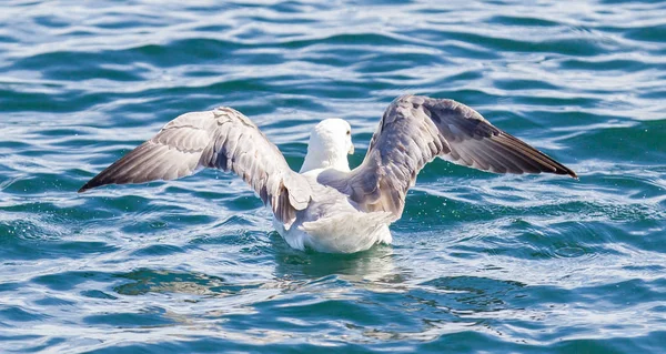 Fulmar, Fulmarus glacialis lavado —  Fotos de Stock