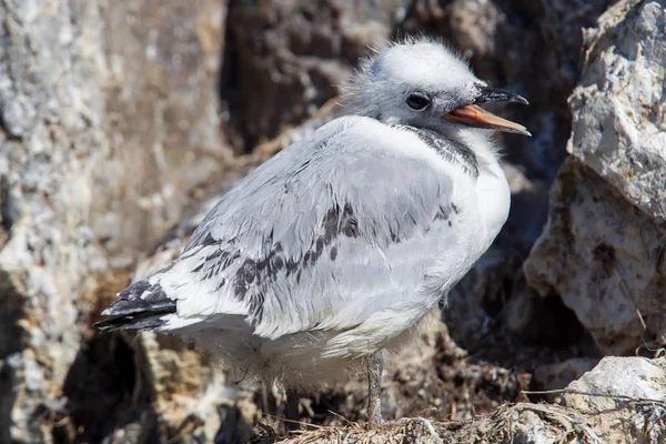 Black-legged kittiwake — Stock Photo, Image