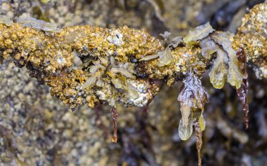 Paslı zinciri içinde yosun kaplı