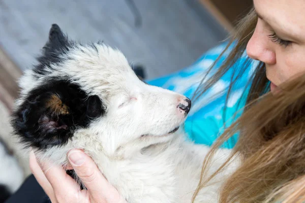 Piccolo Border Collie cucciolo tra le braccia di una donna — Foto Stock