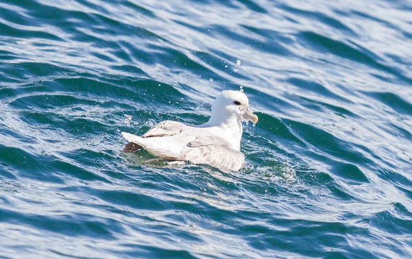 Fulmar, Fulmarus glacialis lavado —  Fotos de Stock