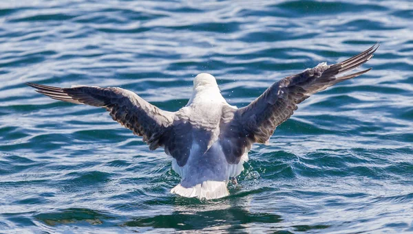 Fulmar, Fulmarus glacialis washing — Stock Photo, Image