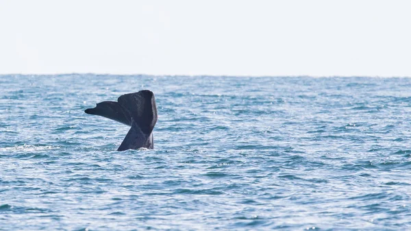 Tail of a Sperm Whale diving — Stock Photo, Image