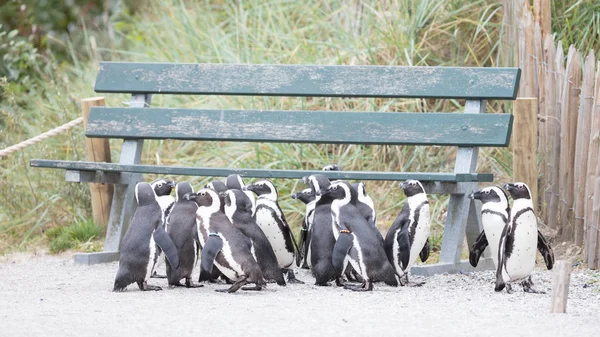 Grupo de pingüinos africanos (spheniscus demersus ) — Foto de Stock